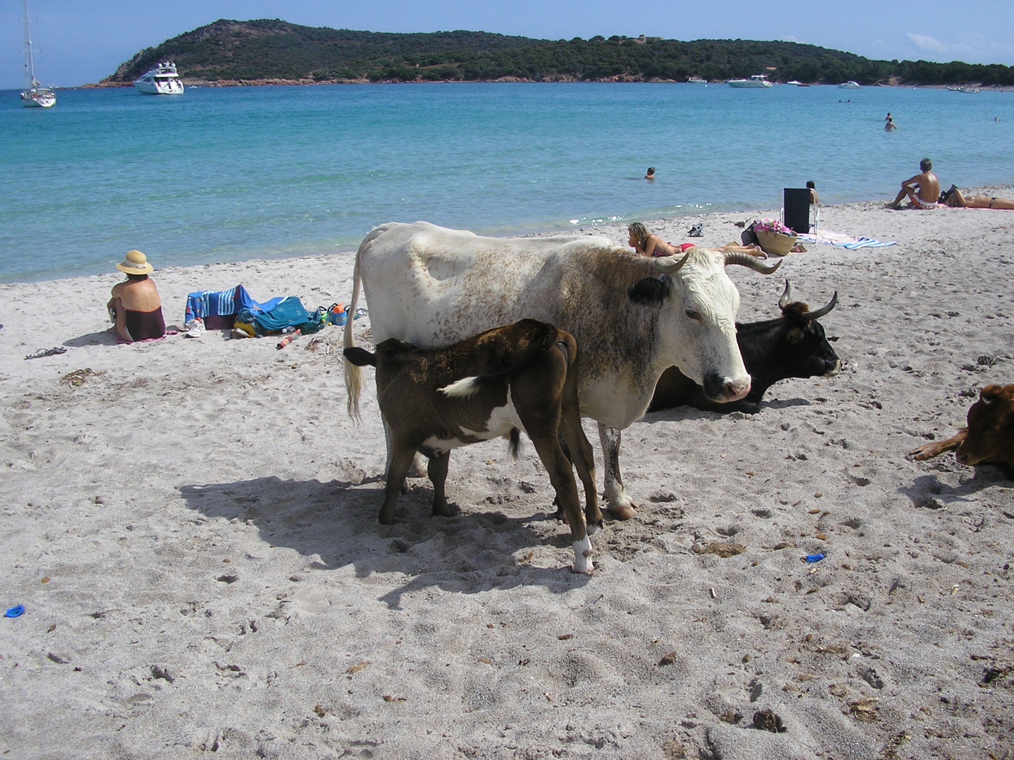 .... Corsica ......