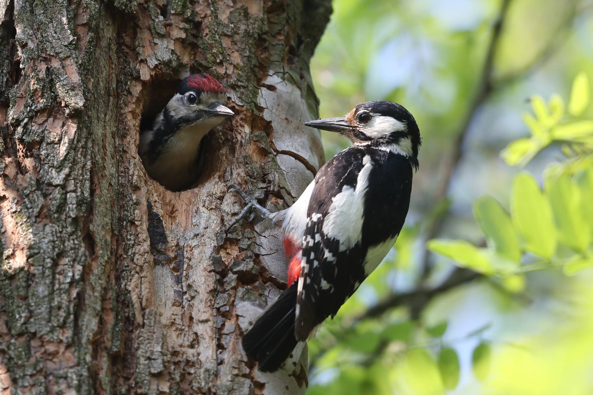Mom and little son woodpecker...