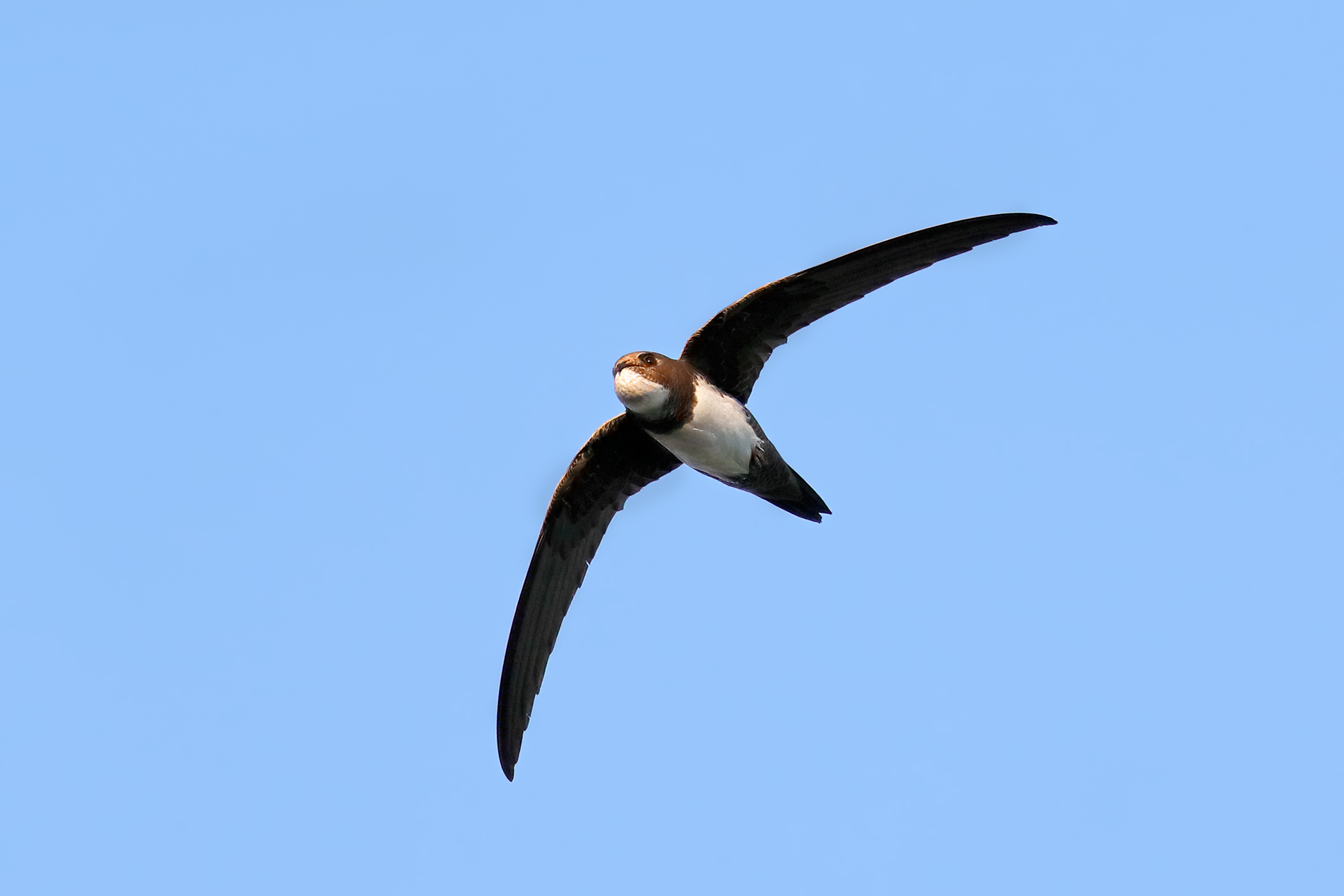 Greater swallow...