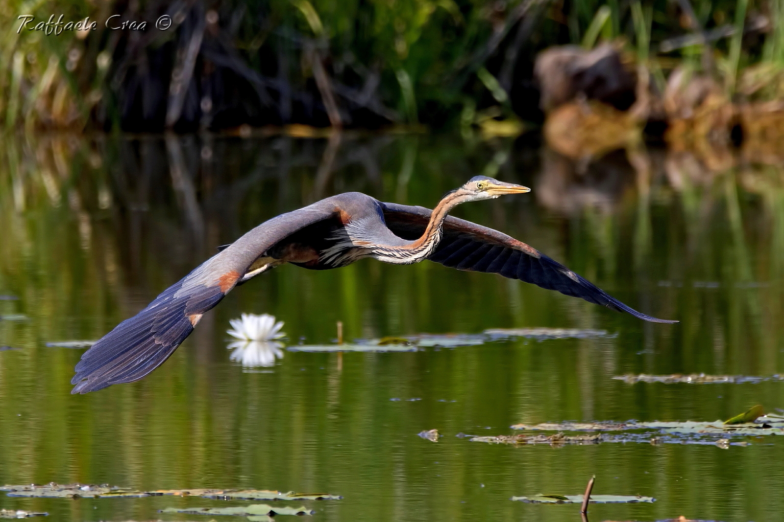 Red Heron with Water Lily...