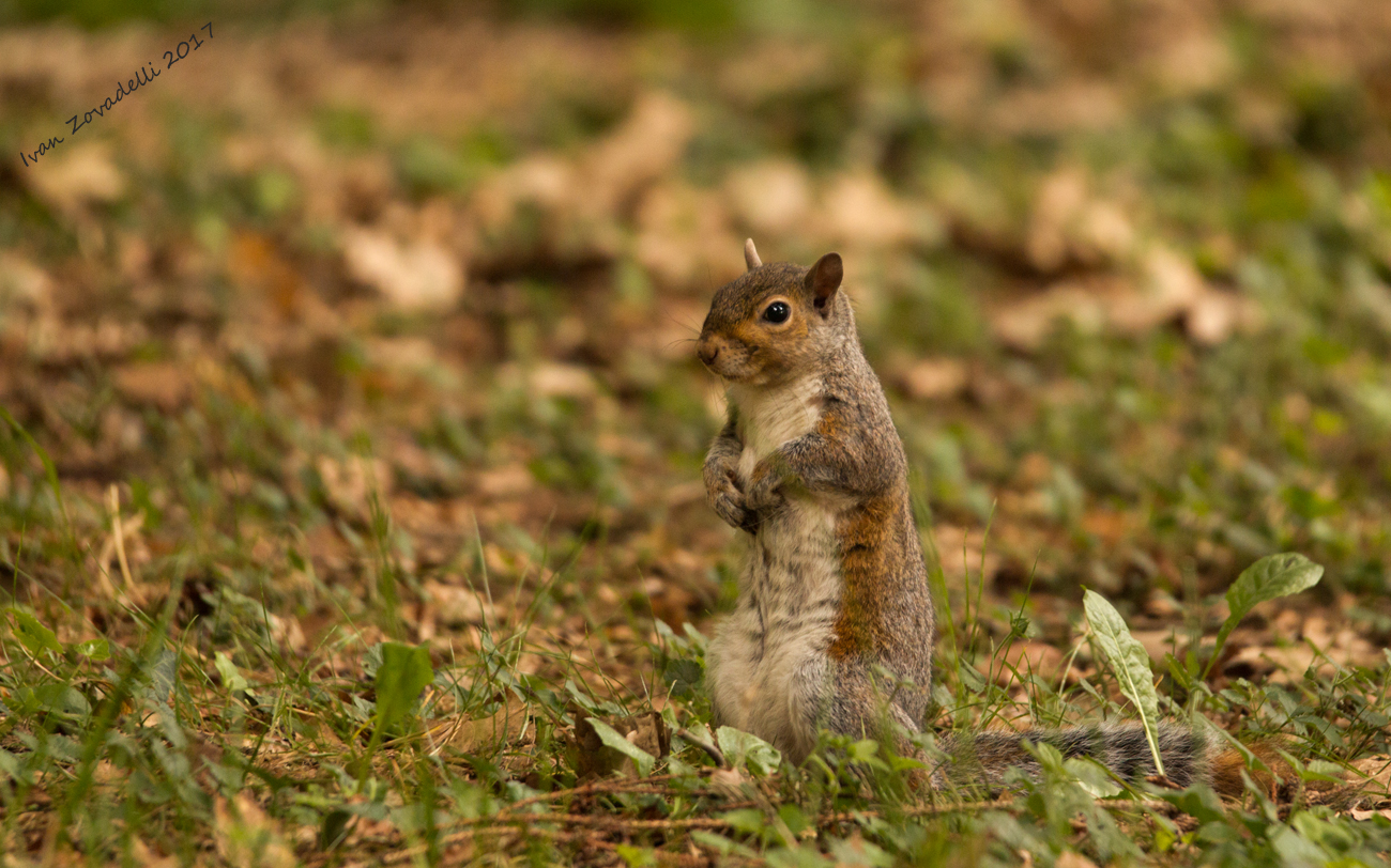 Squirrel on the watch...