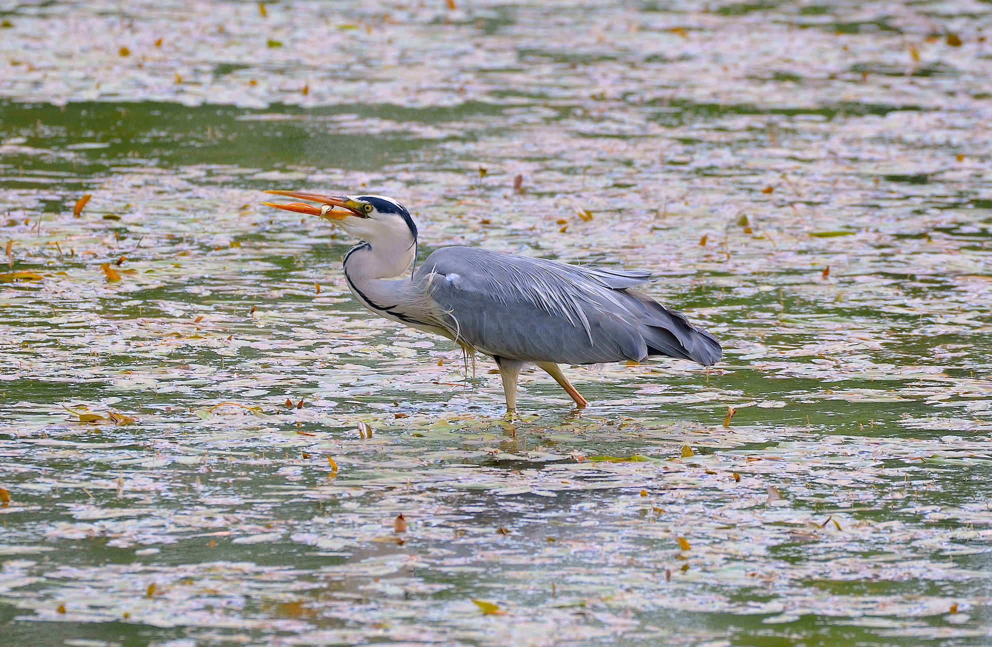 Grass heron with prey...