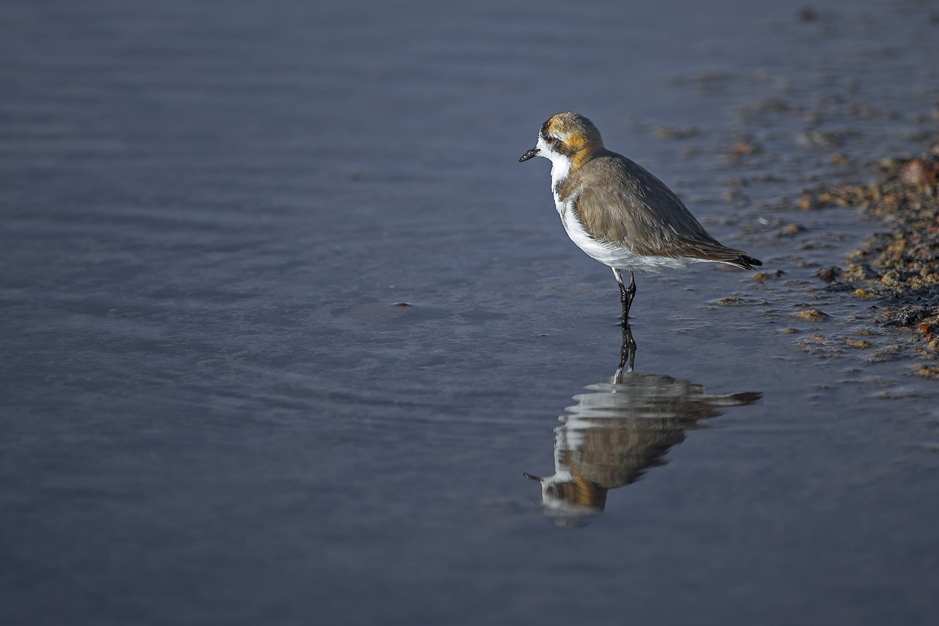 Courier of the Puna - Full plover...