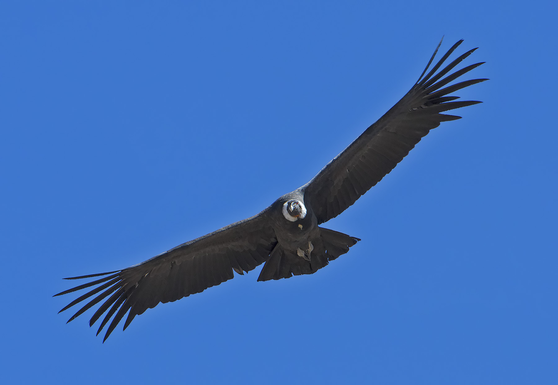 Condor - Vultur gryphus...