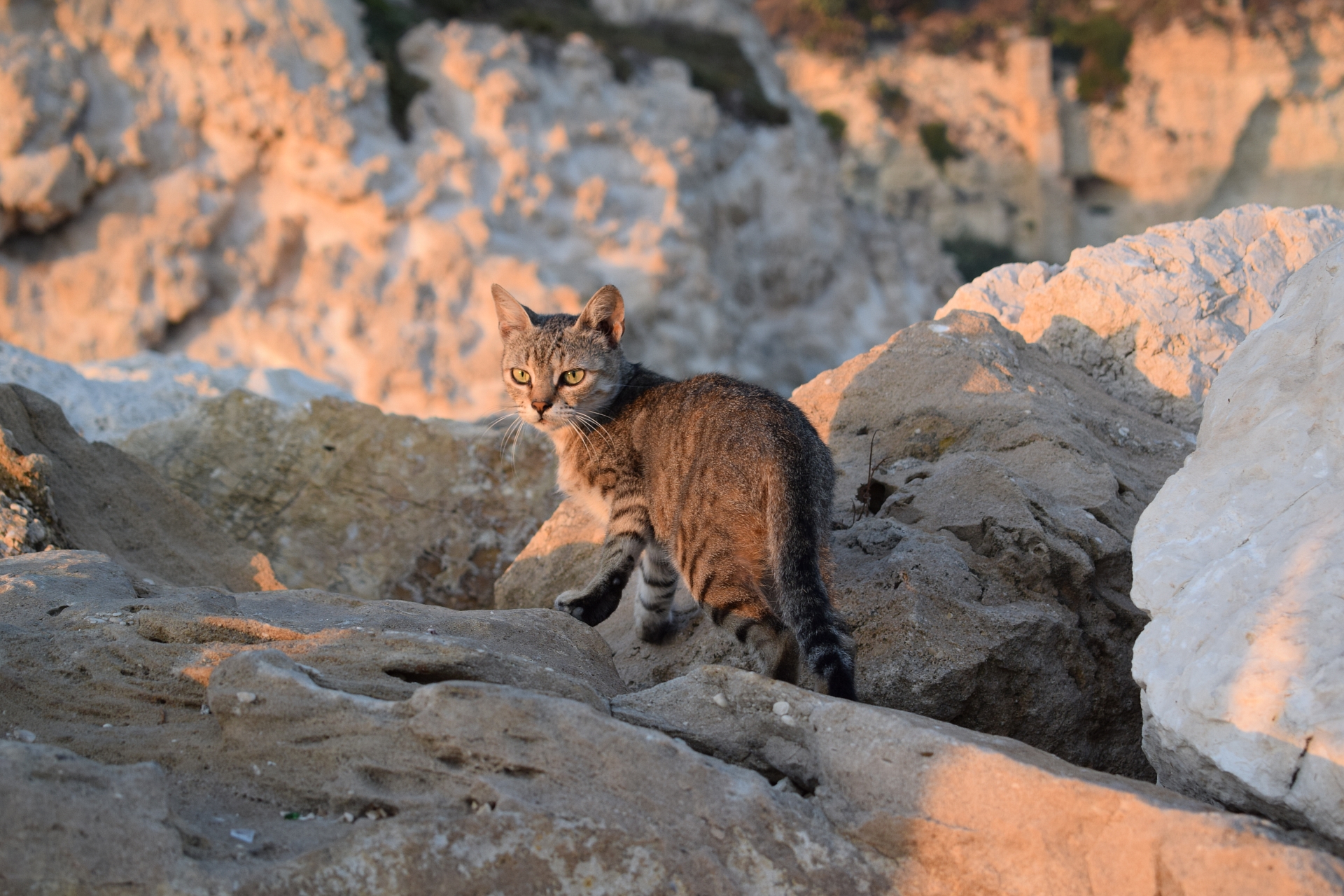 Gatto del porto...