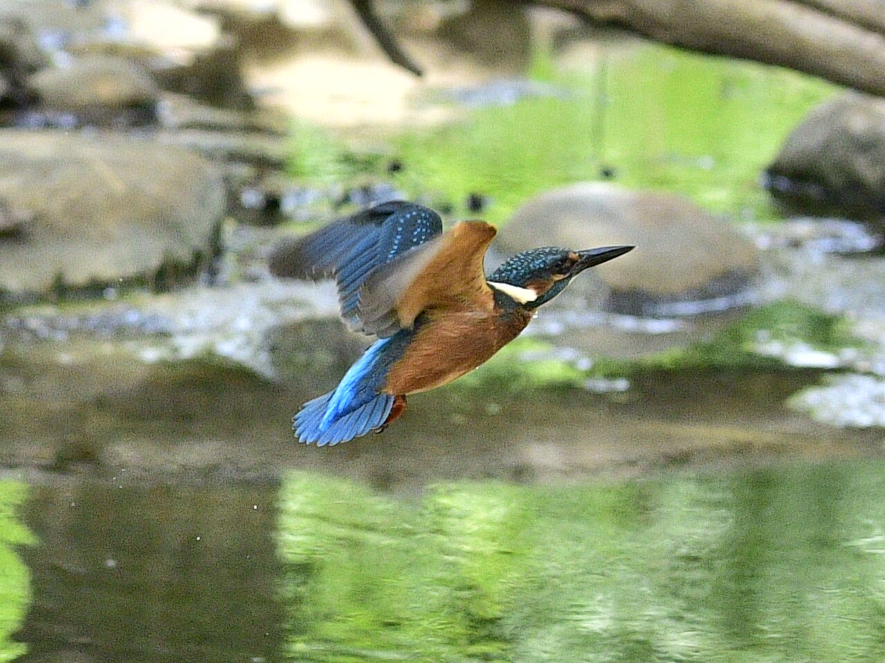 Kingfisher...