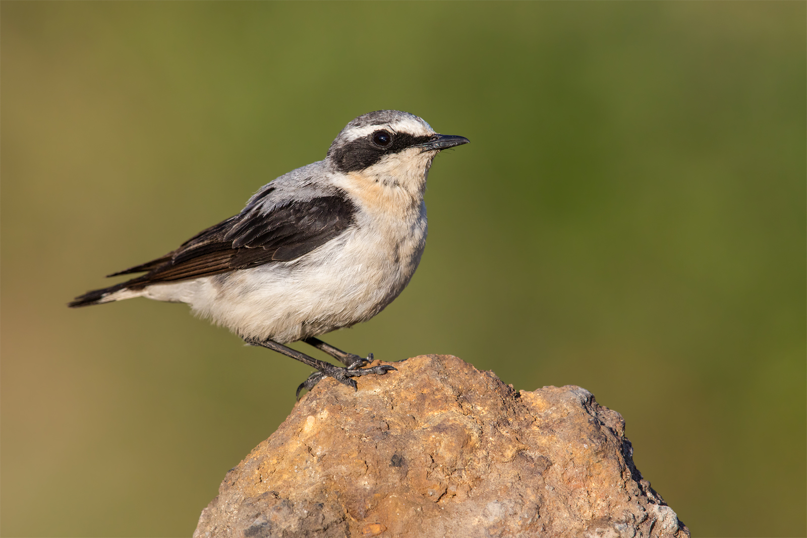 Northern wheatear...