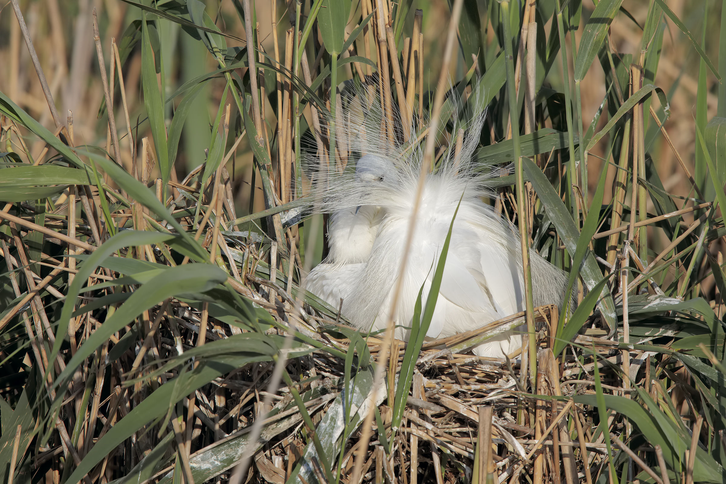 Egret...