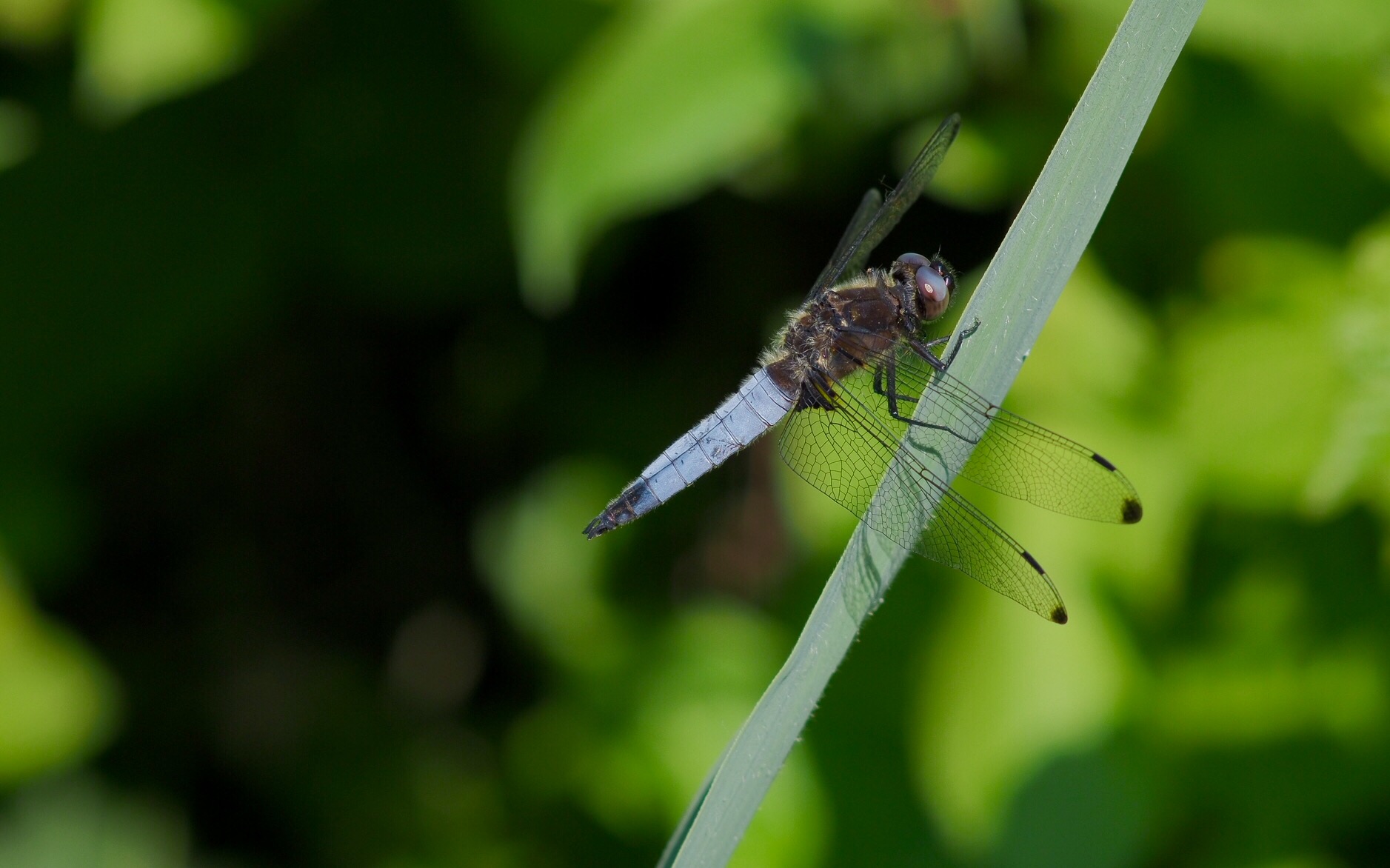 Dragonfly with Zuiko 100mm f.2.8...