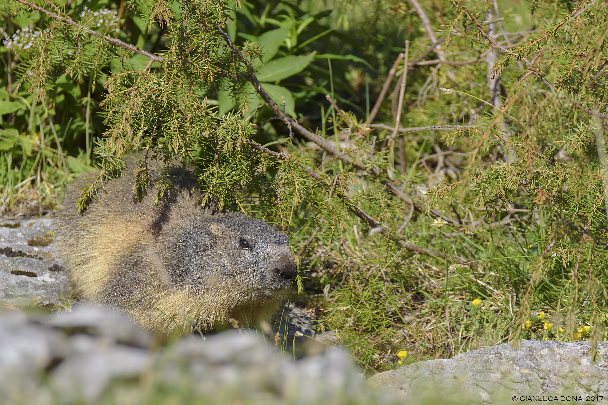 Marmota marmota L. 1758...