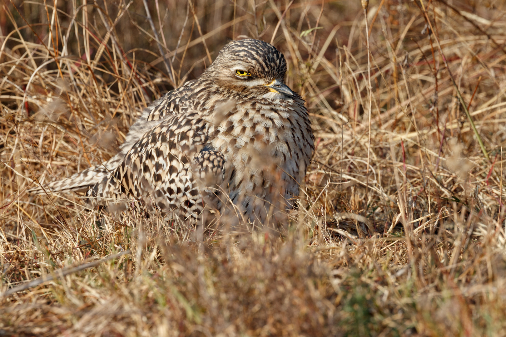 Spotted thick-knee warming up on cold morning...