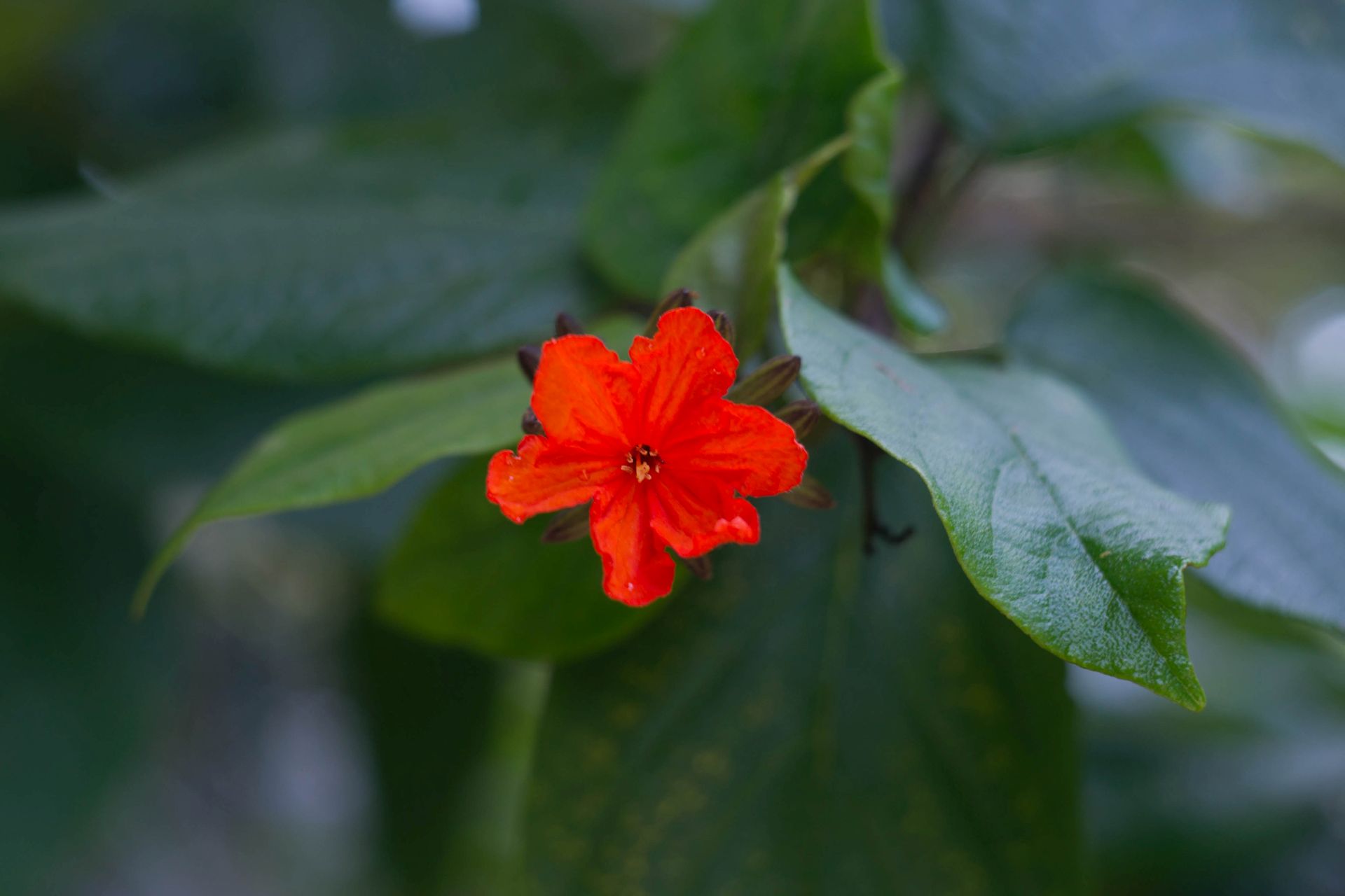 Small Vermilion Flower...