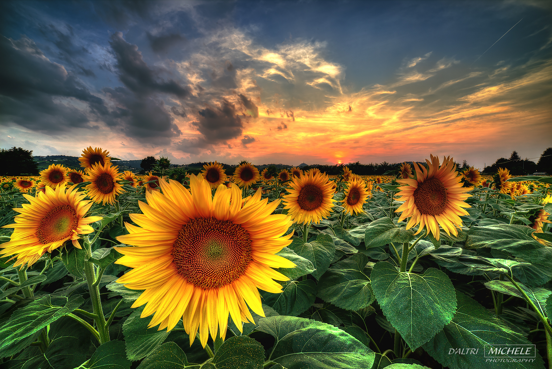 Sunflowers, a flower I love ......
