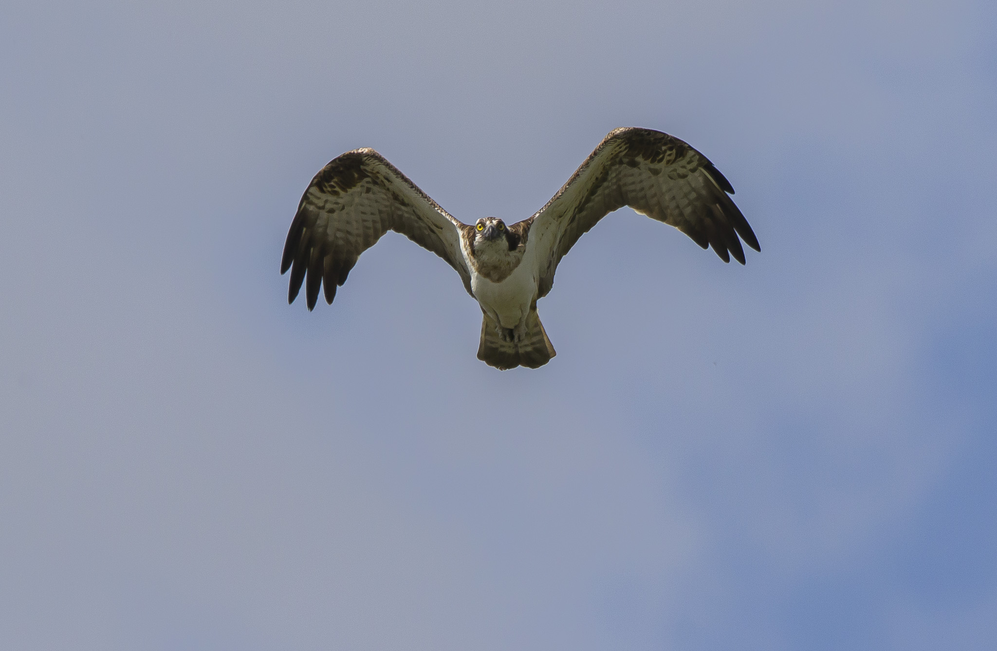 osprey...