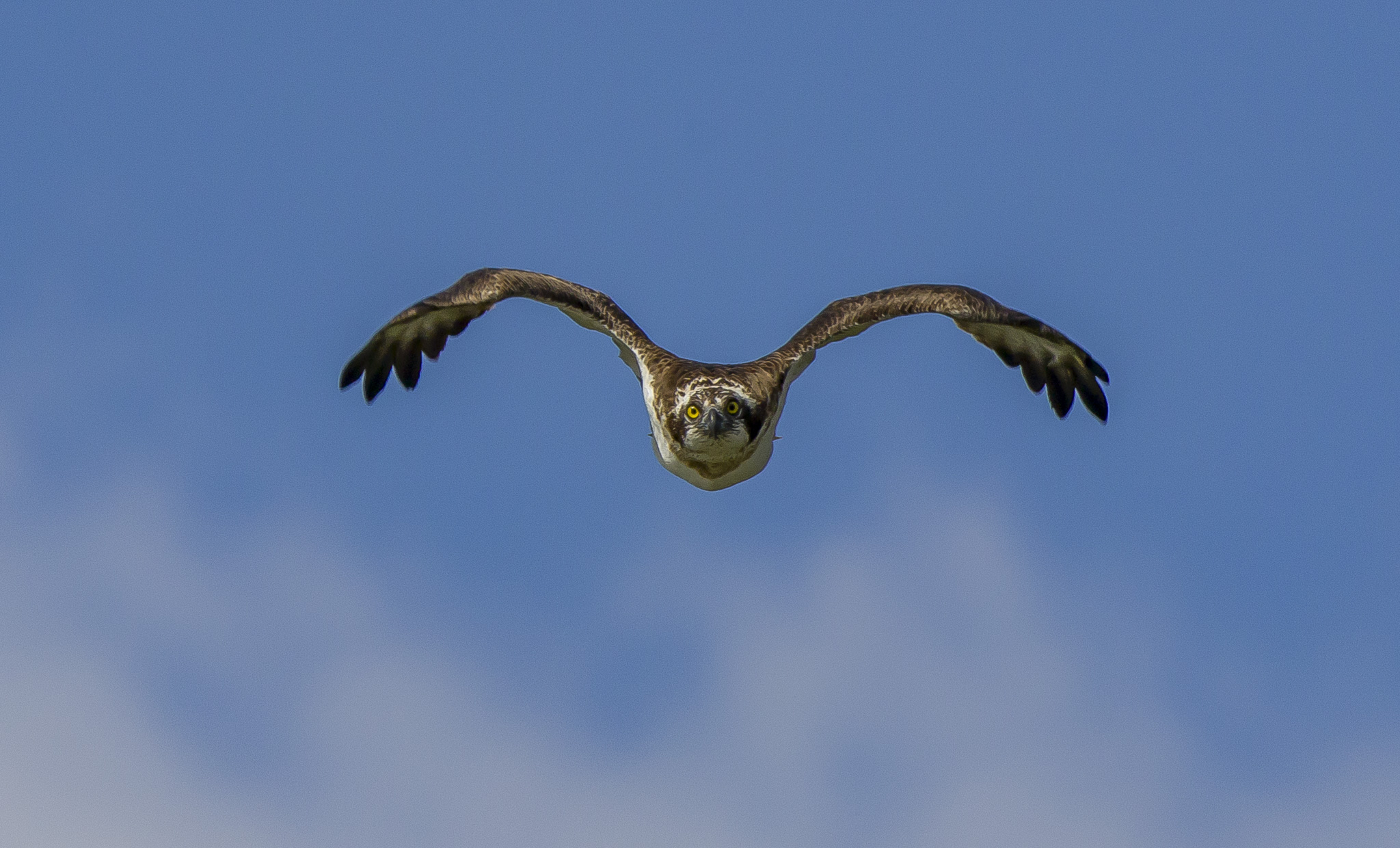 osprey...