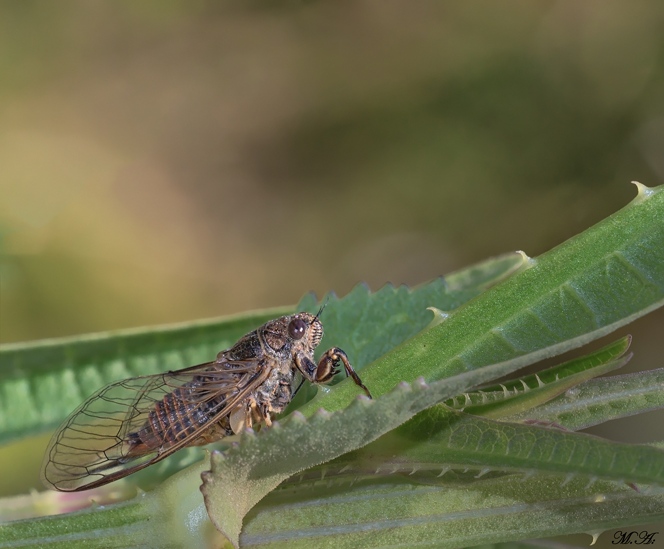 Italian Cicada - lyristes plebejus...