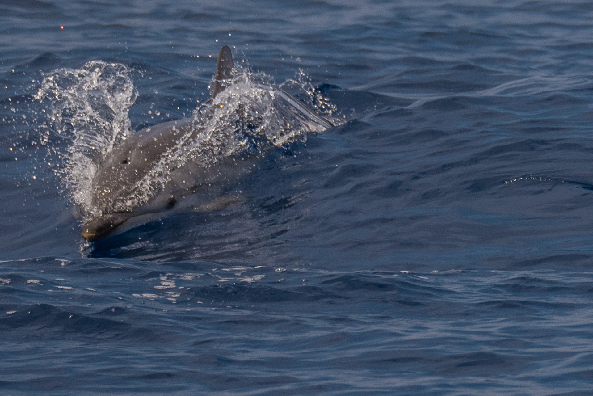 Dolphin...