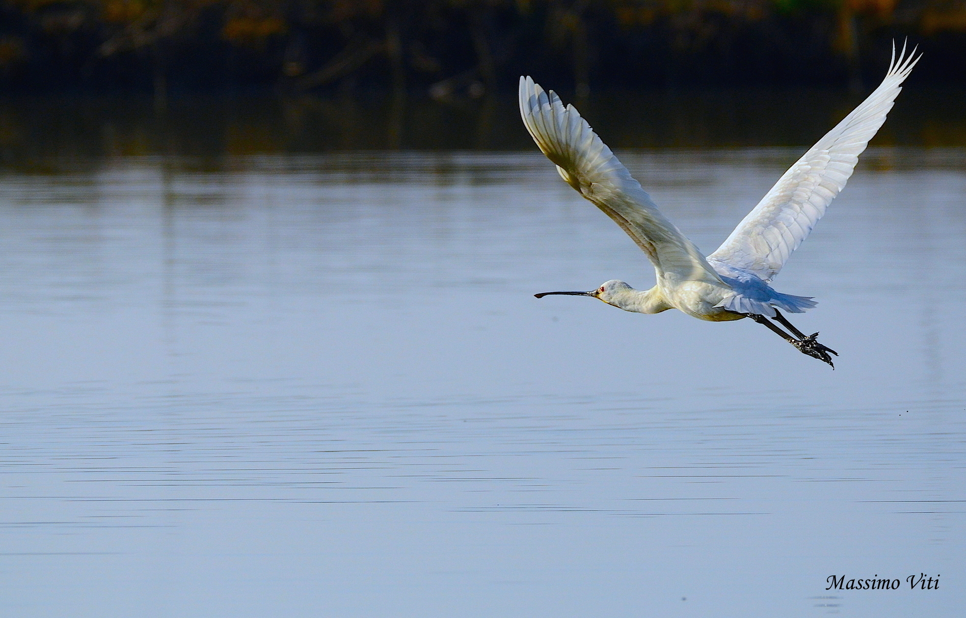 Spatula in flight...