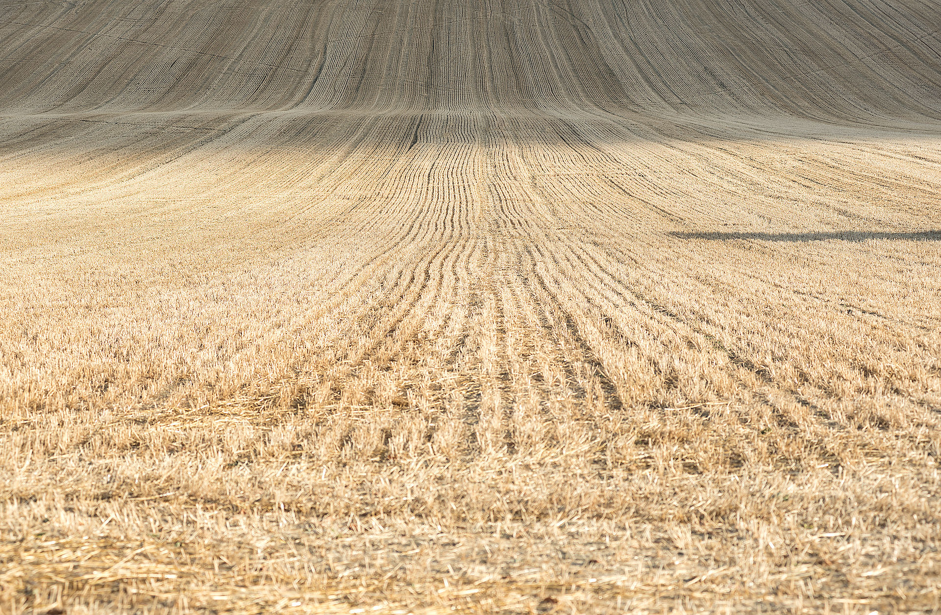 Wheat Field 4...