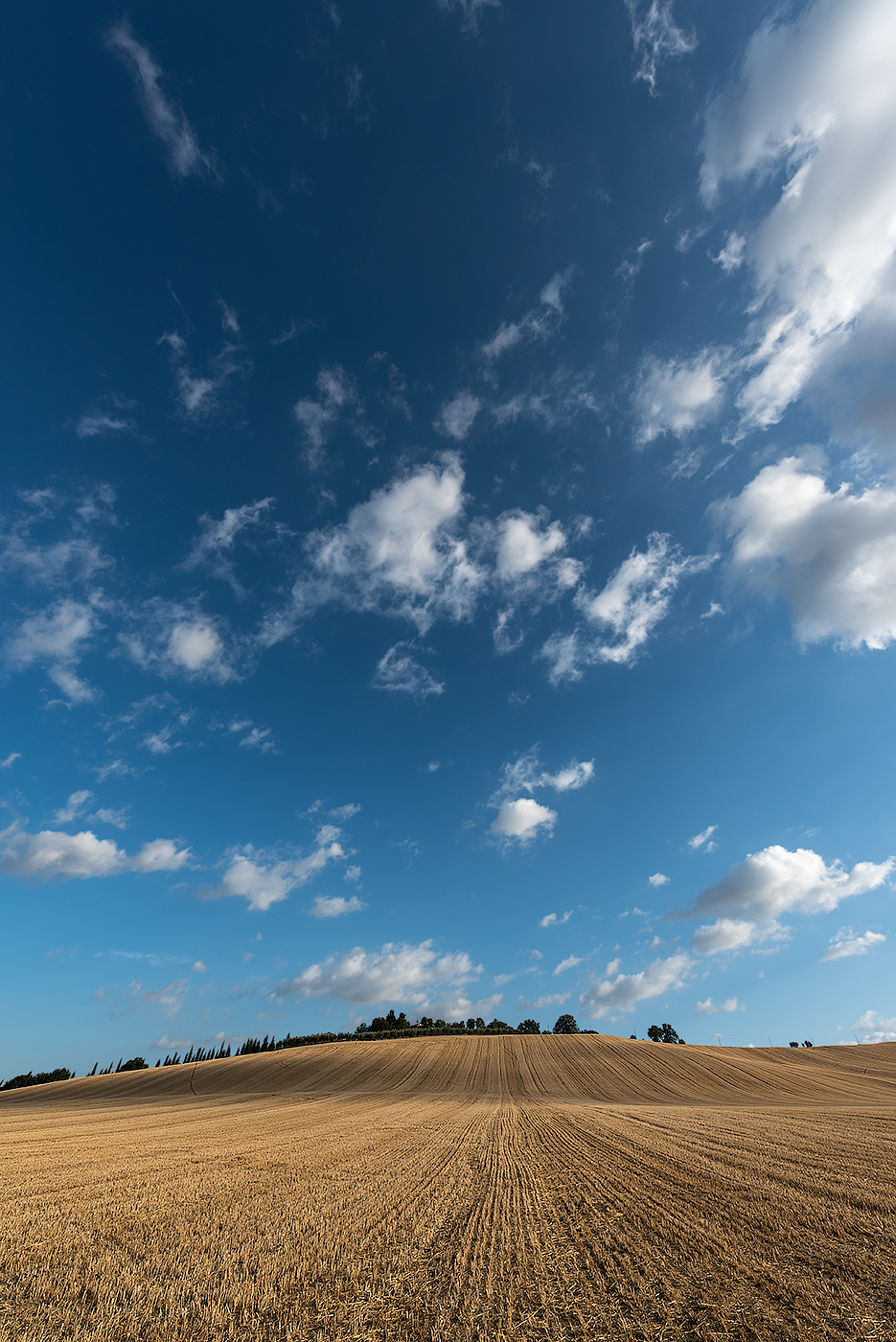 Campo di Grano 9...