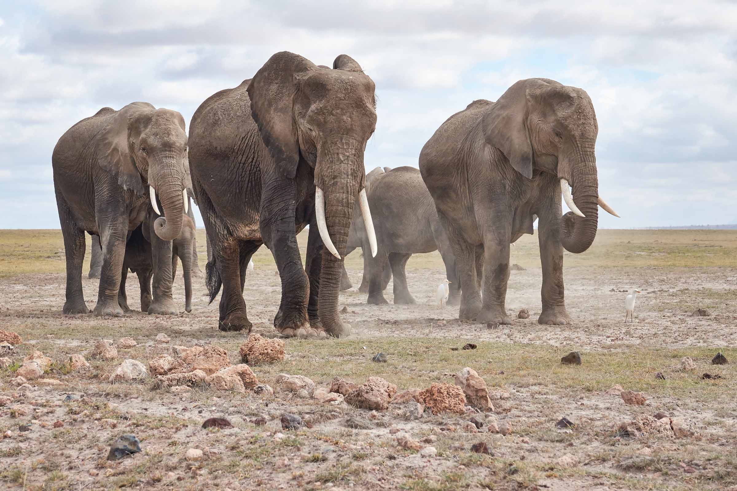 Amboseli - June 2017...