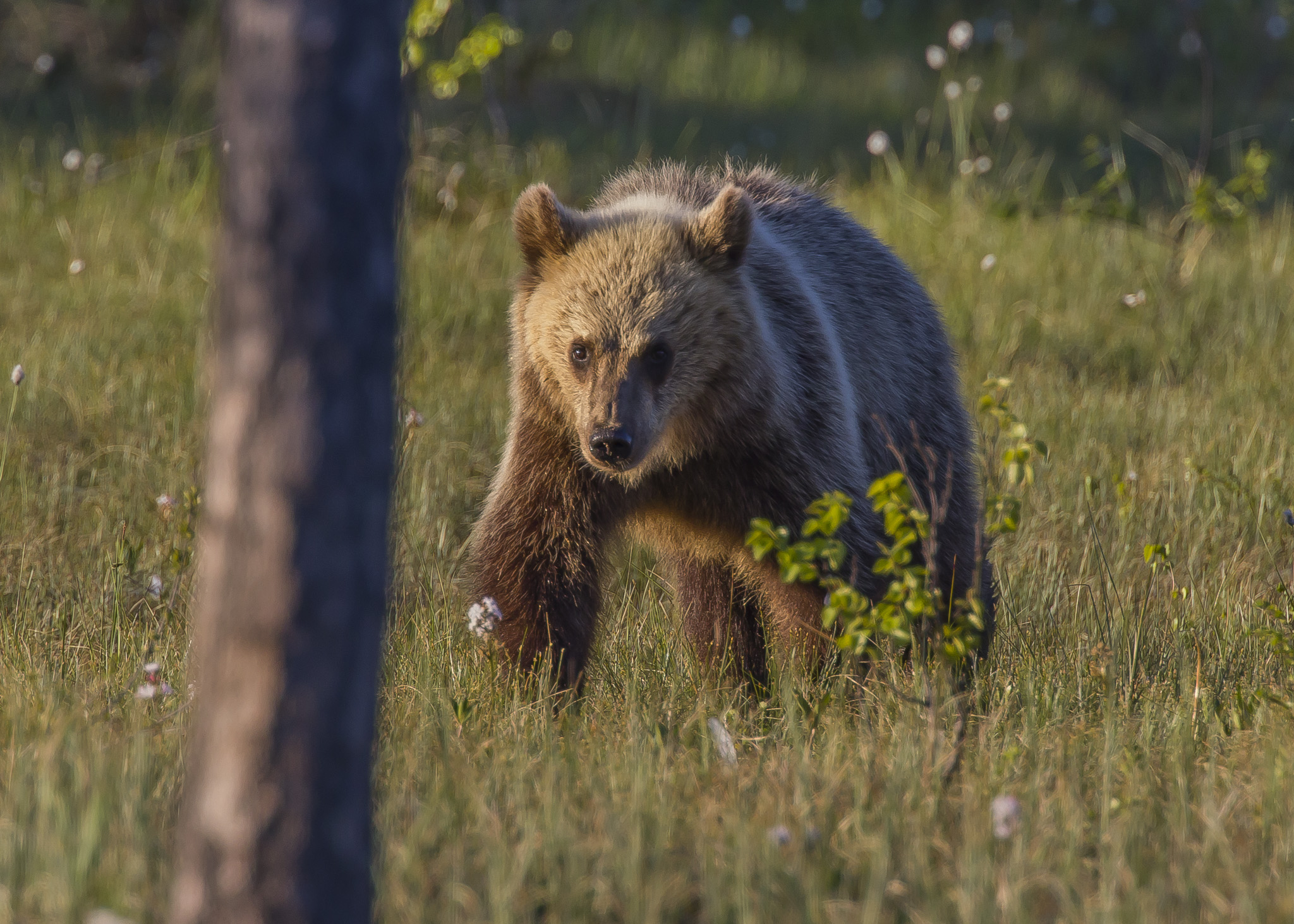 Brown bears ( ursus arctos ) in the finnish forest...