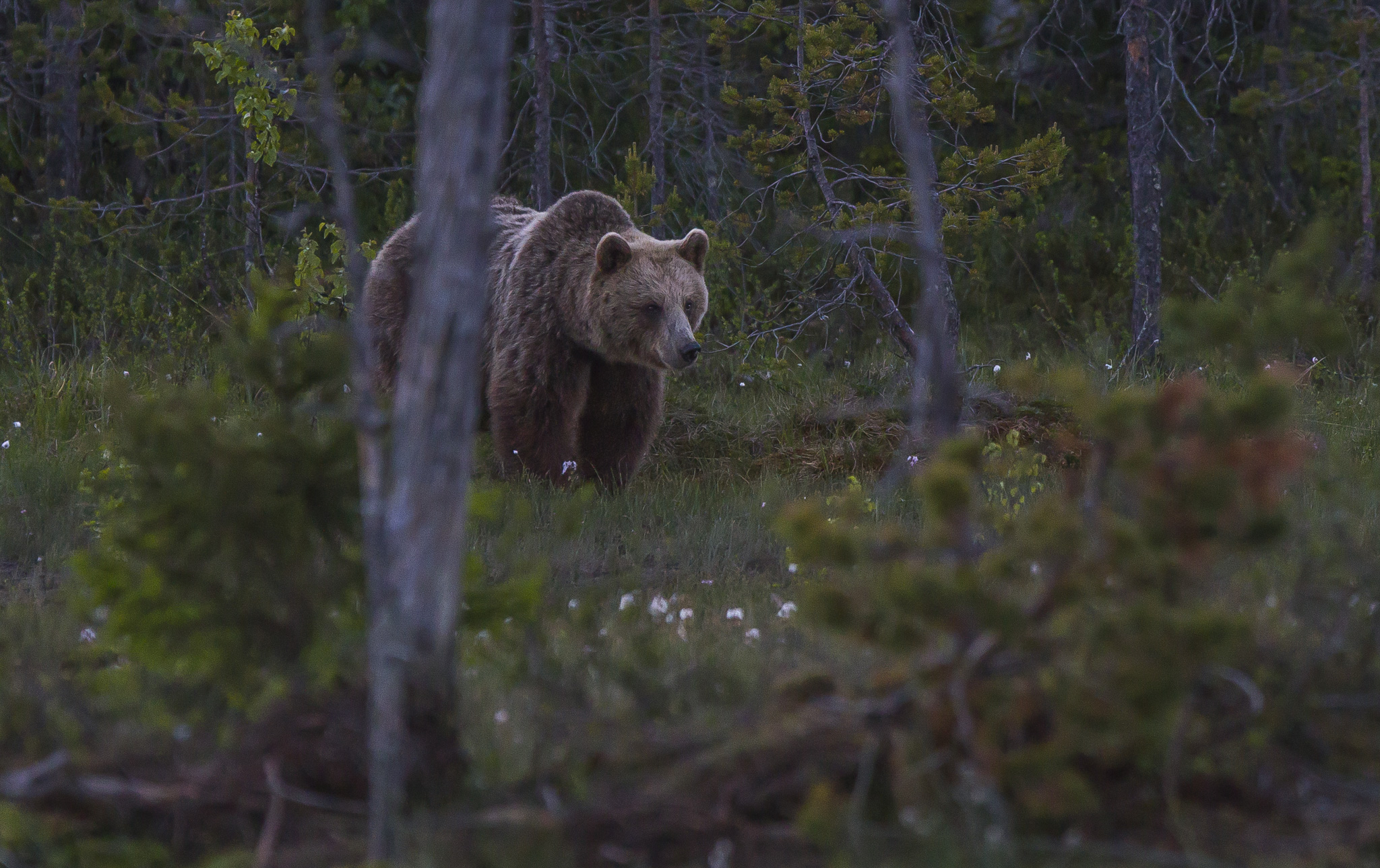 Brown bears ( ursus arctos ) in the finnish forest...