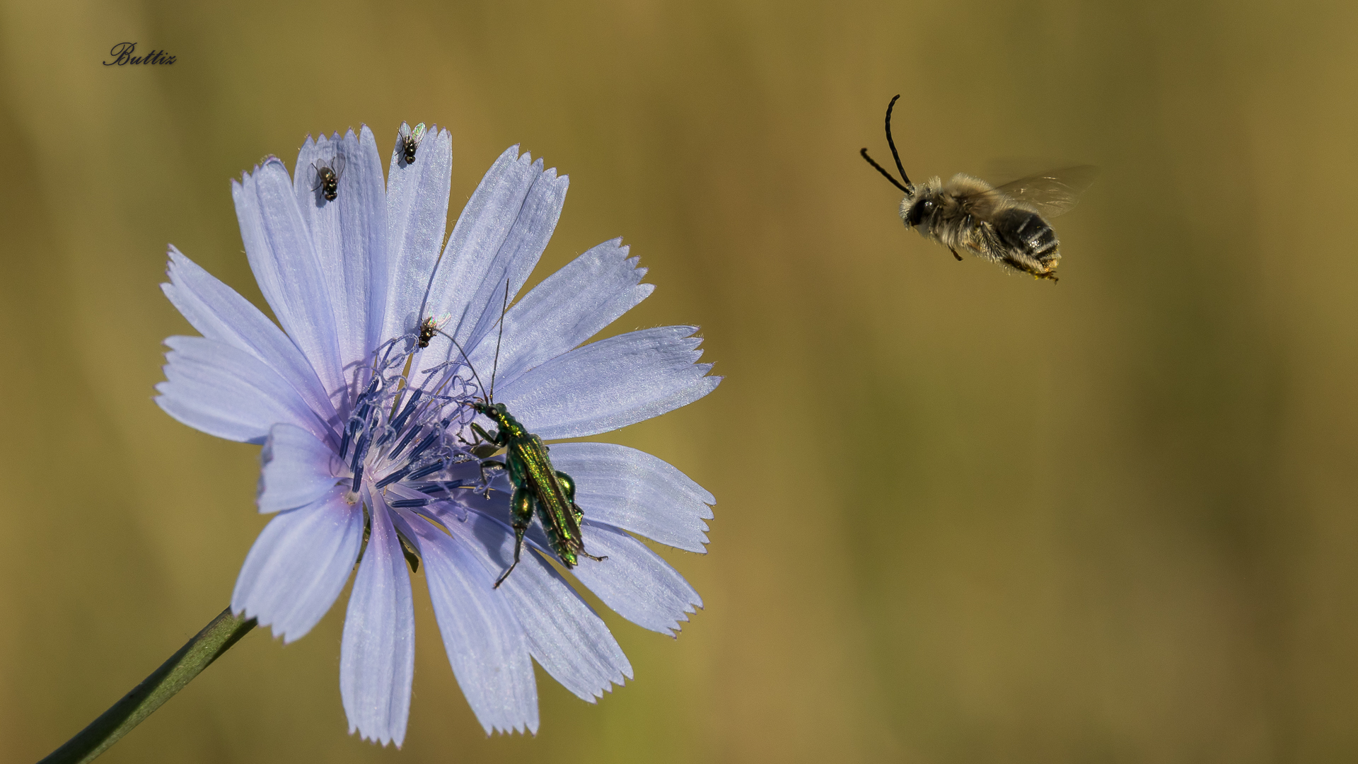 The bee, the flower and all the others...