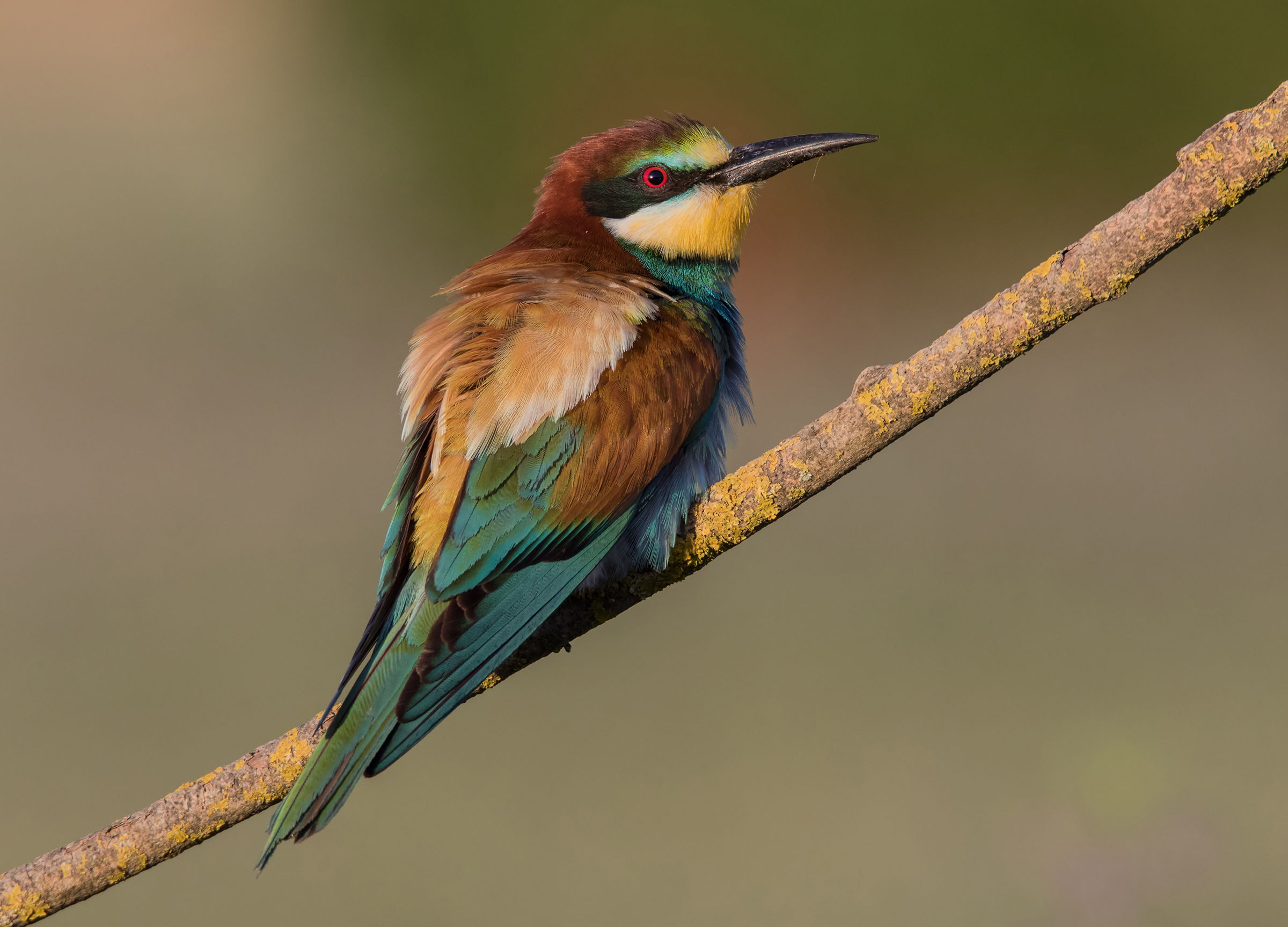Bee eater...