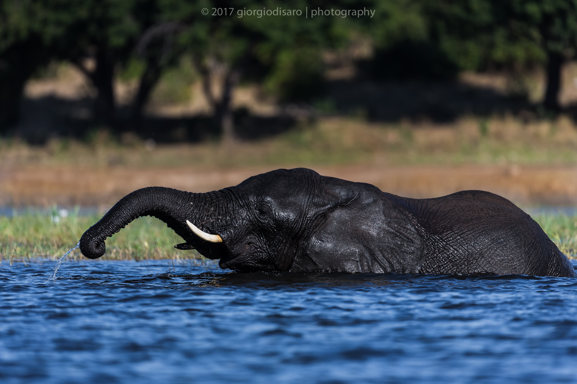 Swim in the Chobe River...