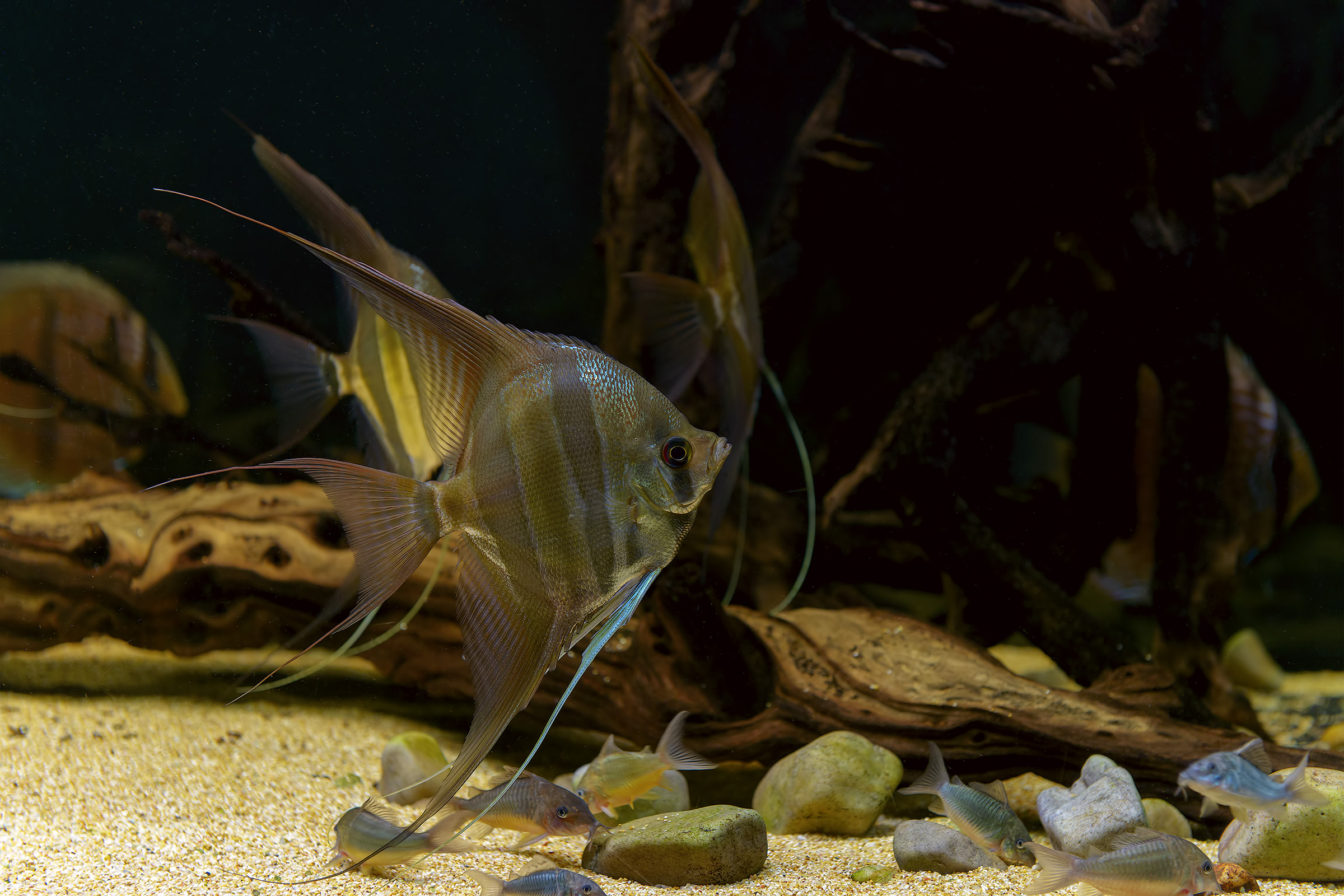 Pterophyllum altum...