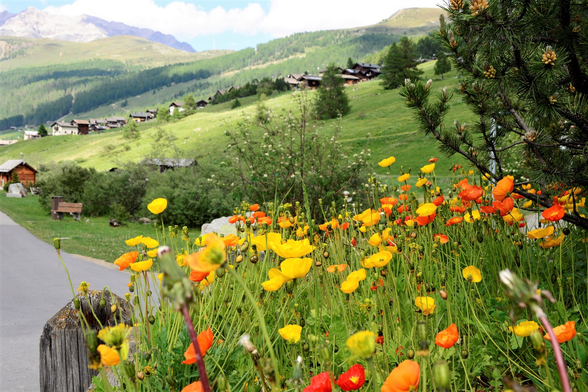 Poppies to livigno...