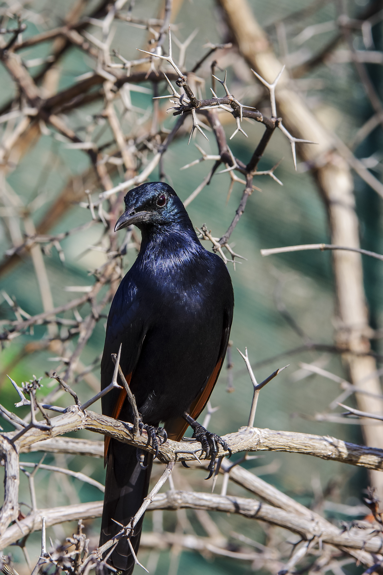 Red winged starling (Onychognathus morio)...