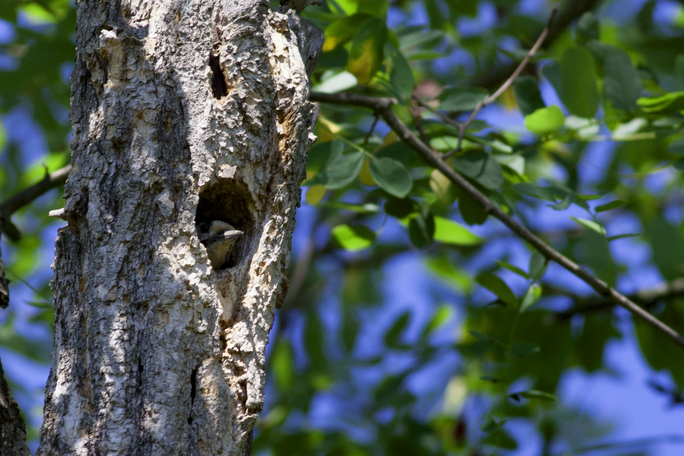 Curious woodpecker...
