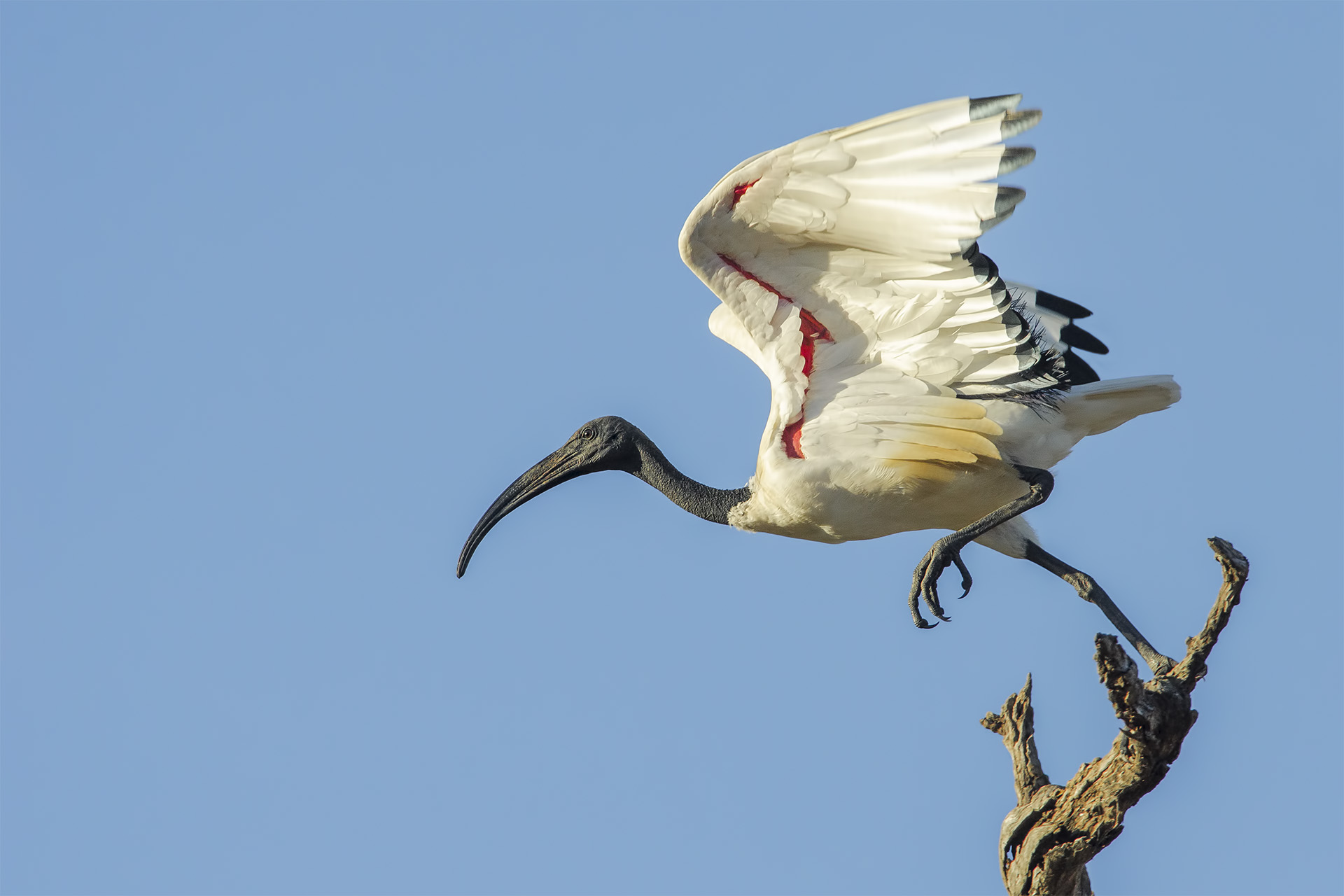 Ibis sacro...