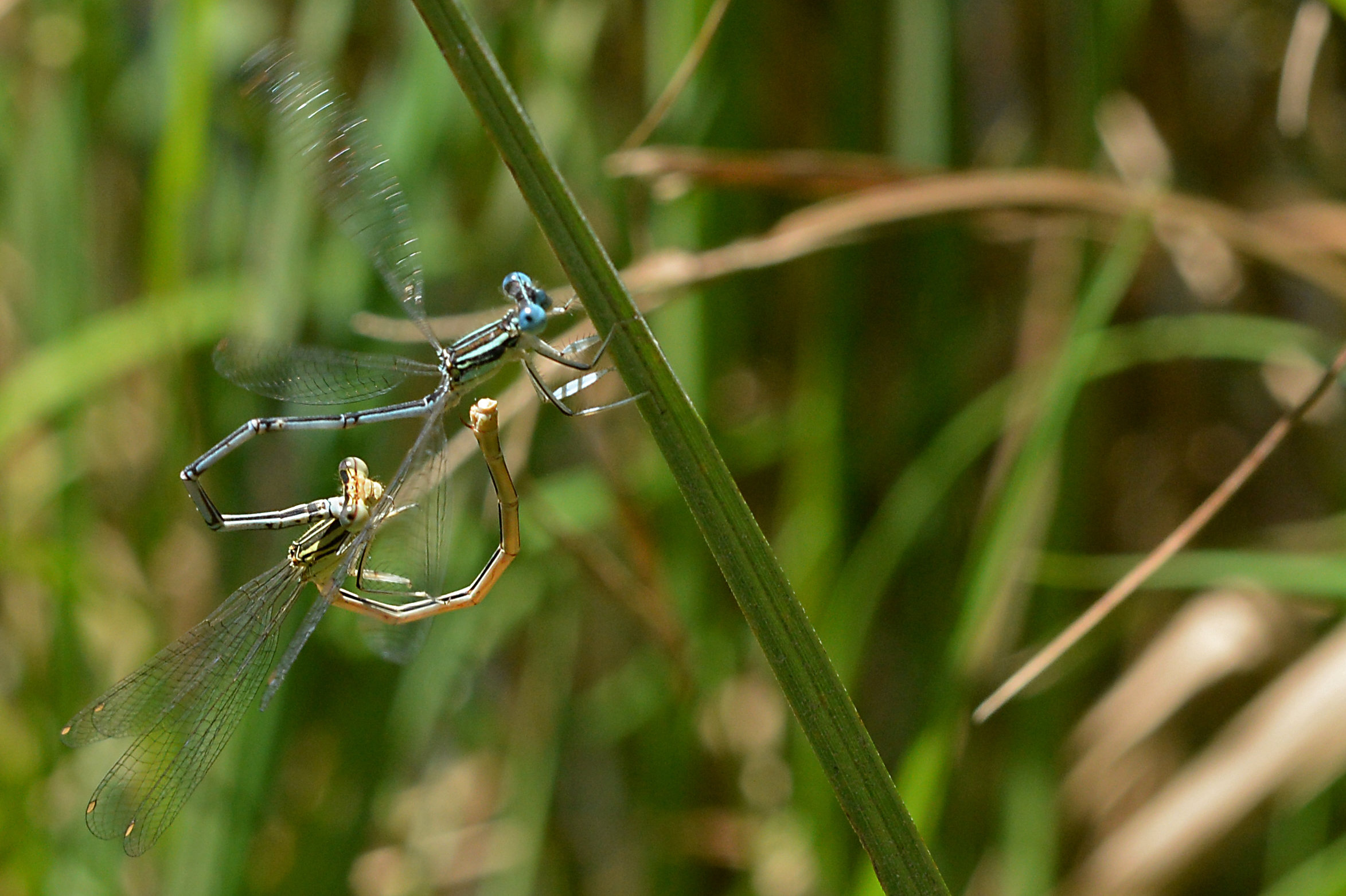 Dragonfly in love 1...