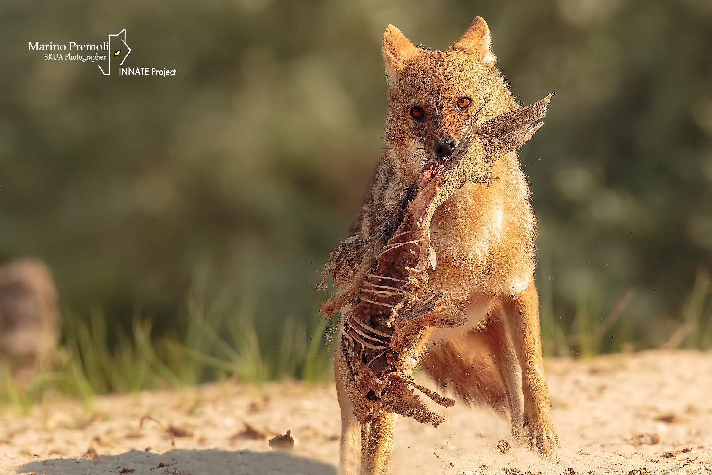 Golden Jackal...