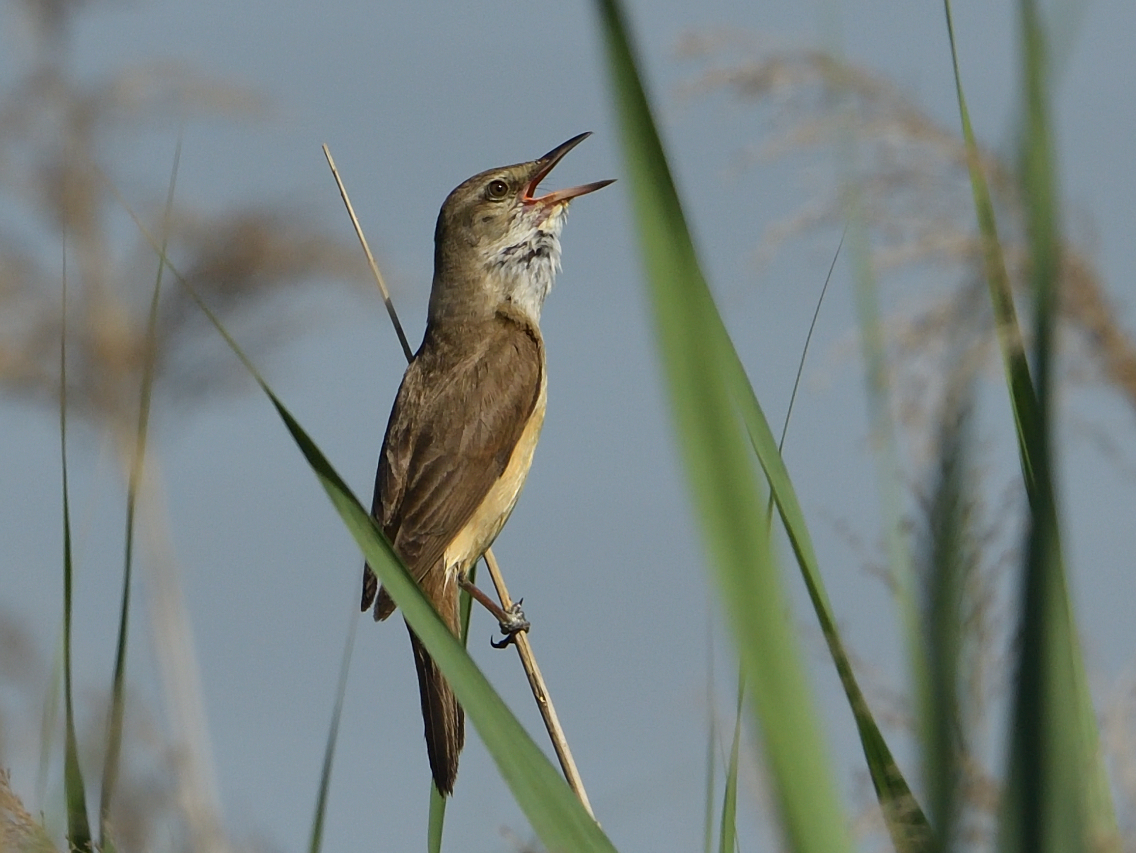 great reed warbler...