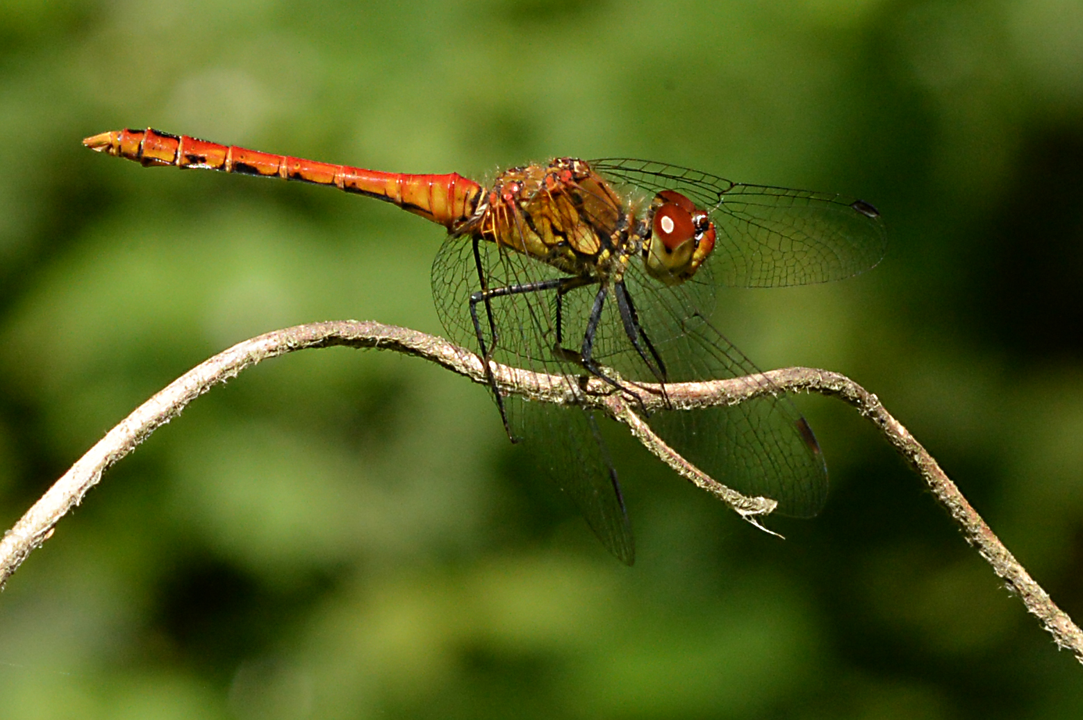 Red dragonfly...
