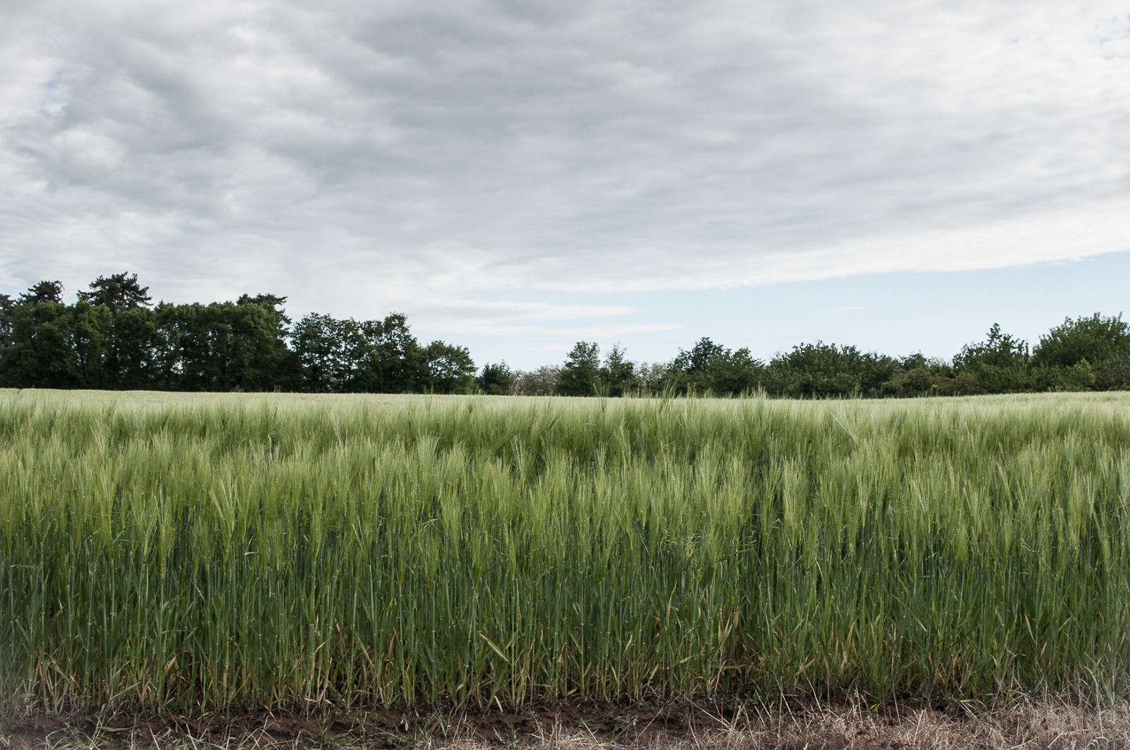 Barley field...