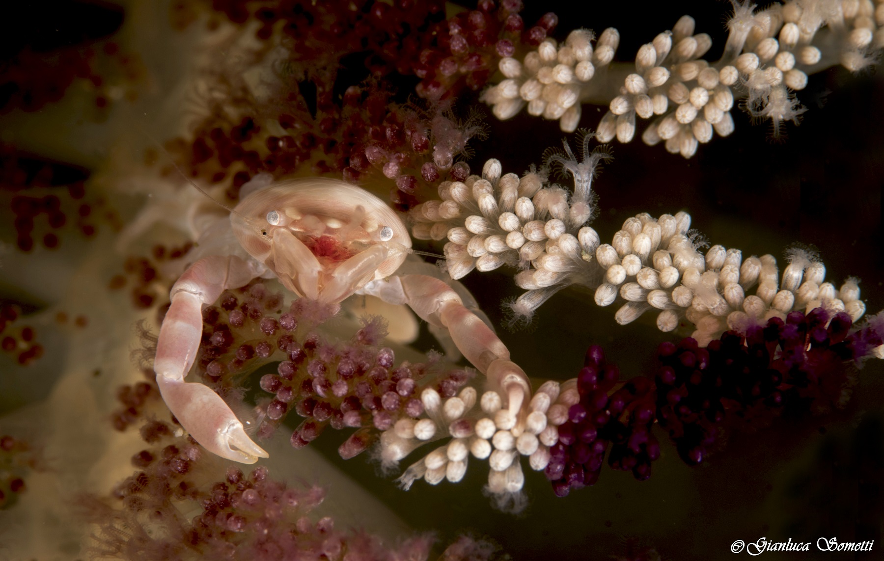 Anilao - soft coral porcelain crab...