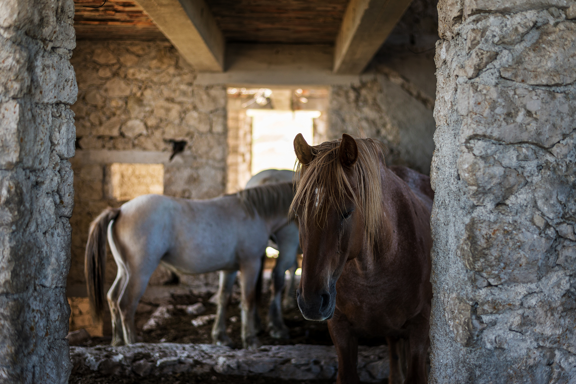 Horses resting...