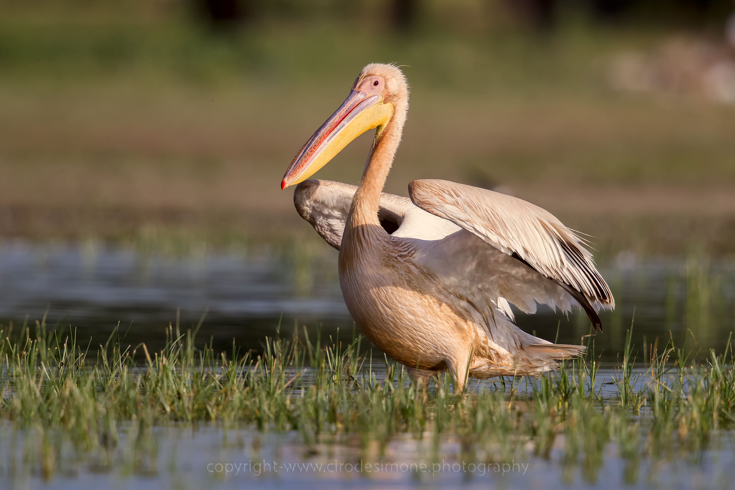 Common pelican...