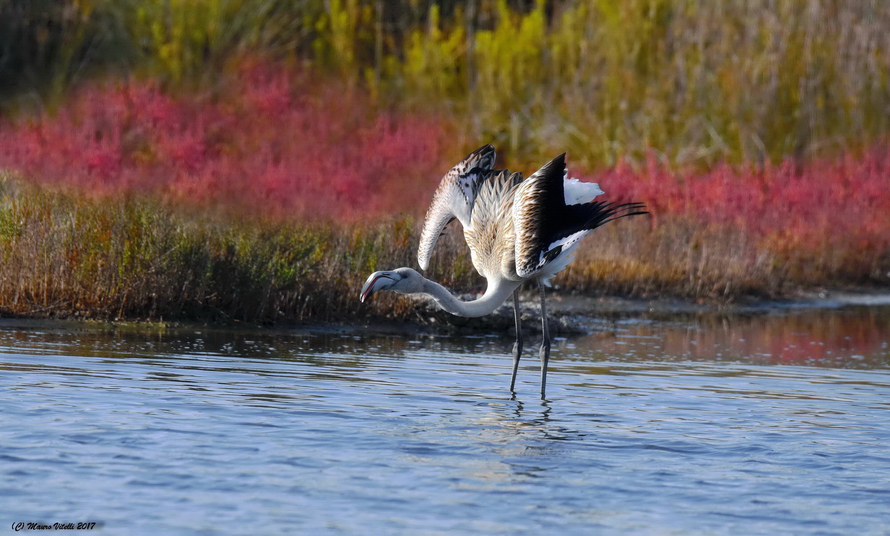 Giyvane Flamingo...