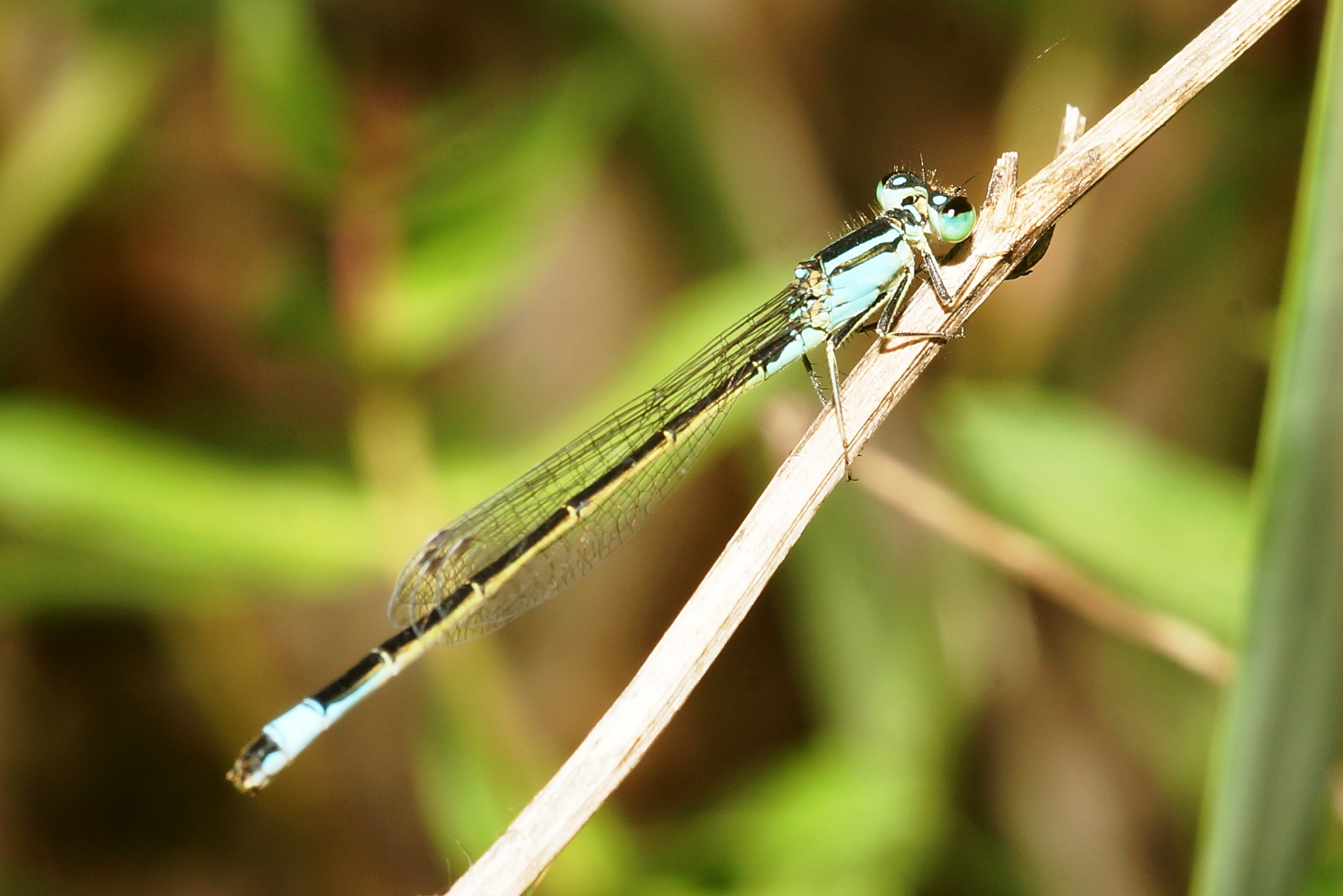 Libellula, Dragonfly....