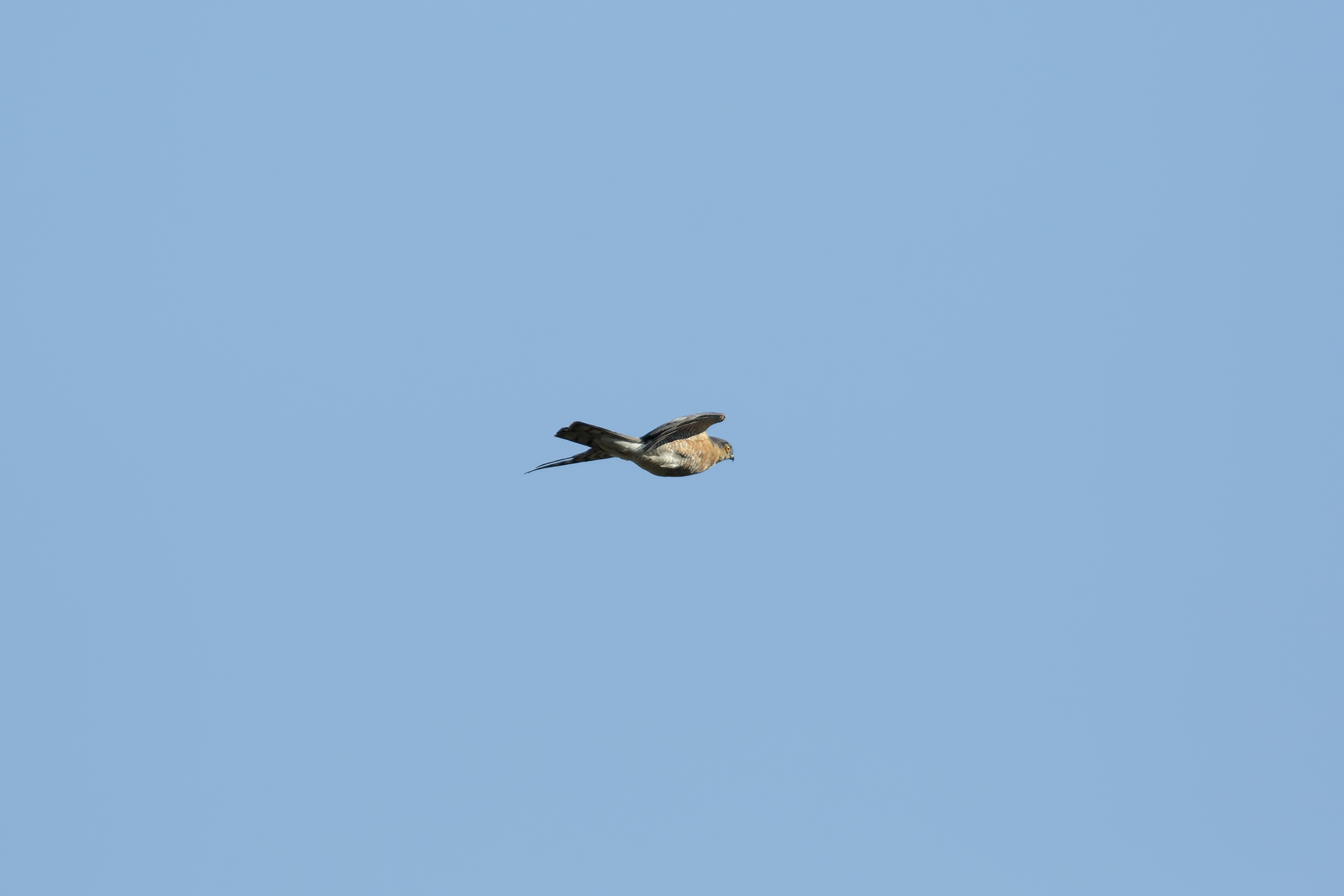 Sudden Passage (male sparrow)...