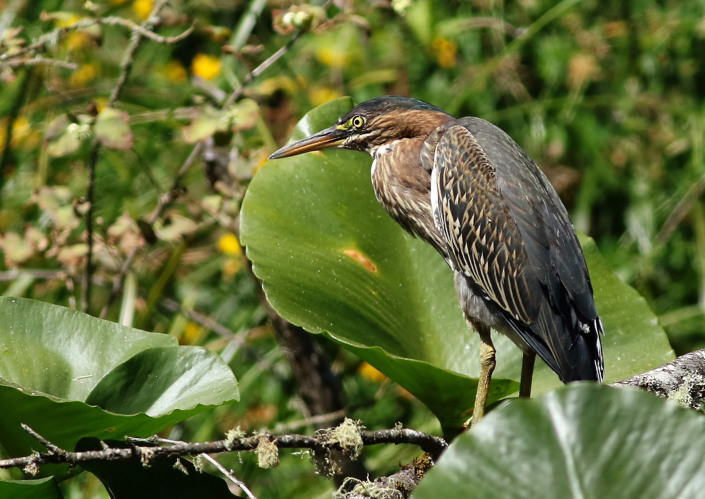 Amongst the Lily Pods...