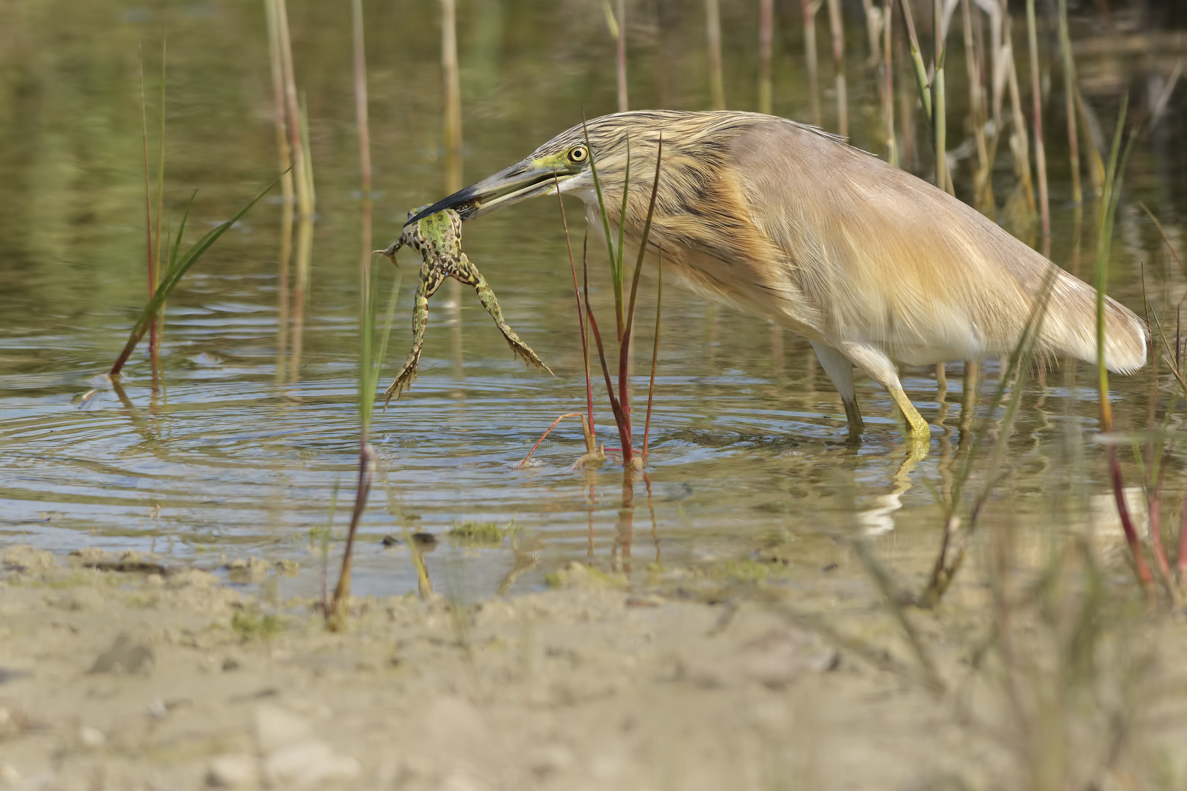 Sgarza ciuffetto (Ardeola ralloide)...