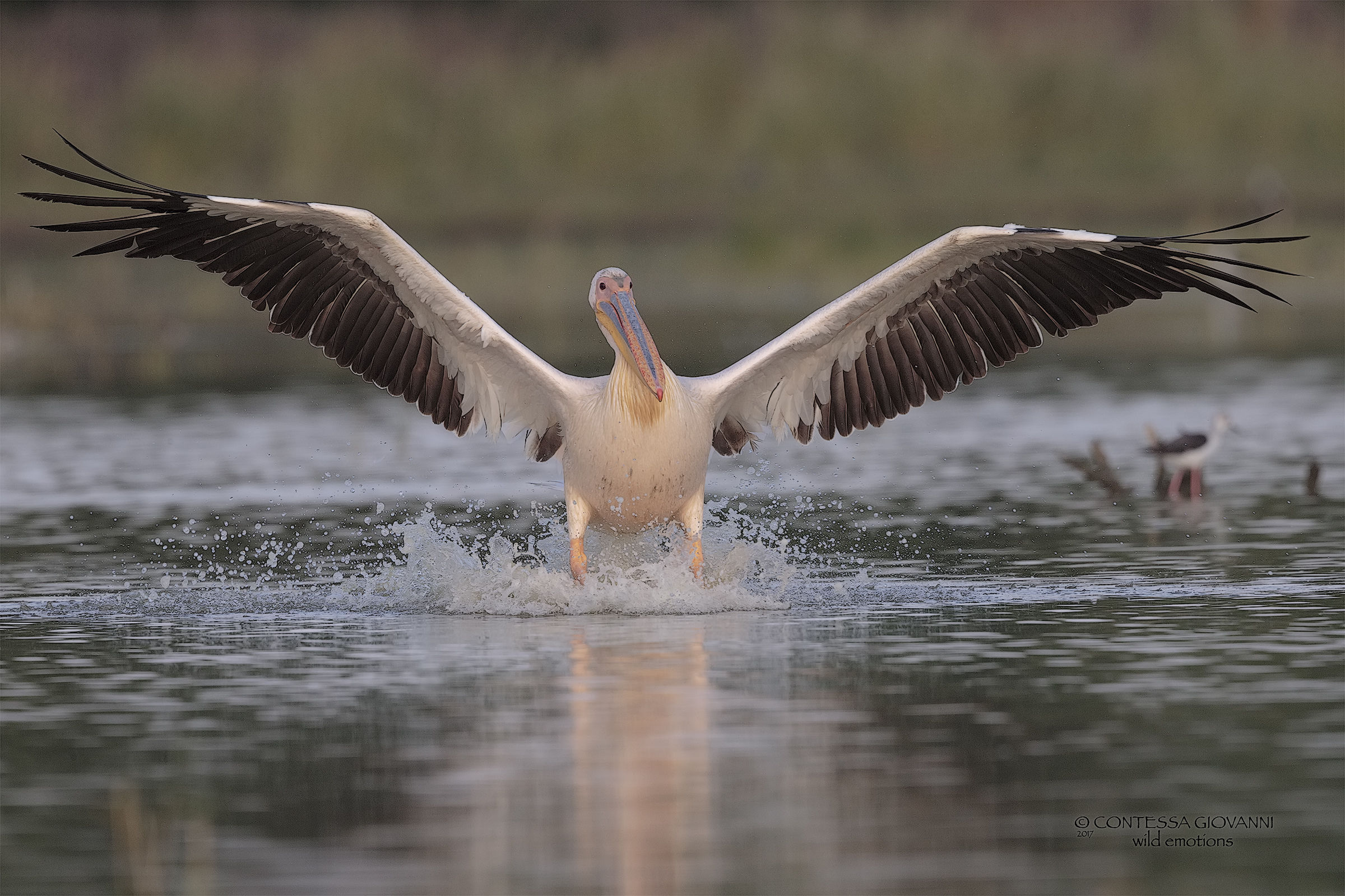Pelican in flight...