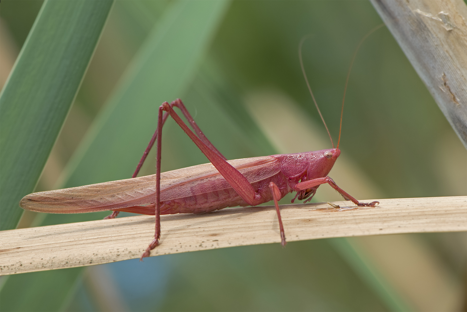 Ruspolia nitidula femmina affetta da eritrismo...